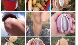 网红水果九月瓜怎么吃,多样吃法，尽享美味时光